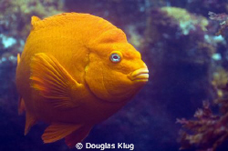 Gari says hi.  A garibaldi at Anapcapa Island. Shot with ... by Douglas Klug 